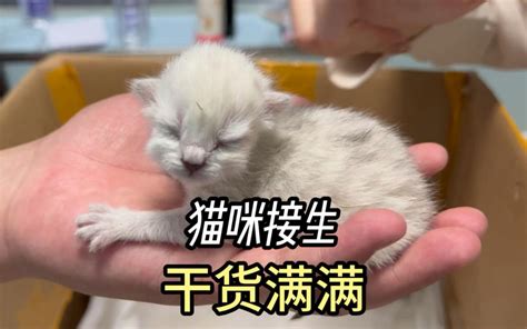 自来猫生孩子|猫猫生育需要注意什么？